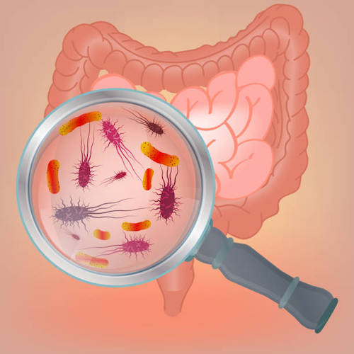 Kombo Mikrobiome MIDI + Maldigestion + Zonulin
