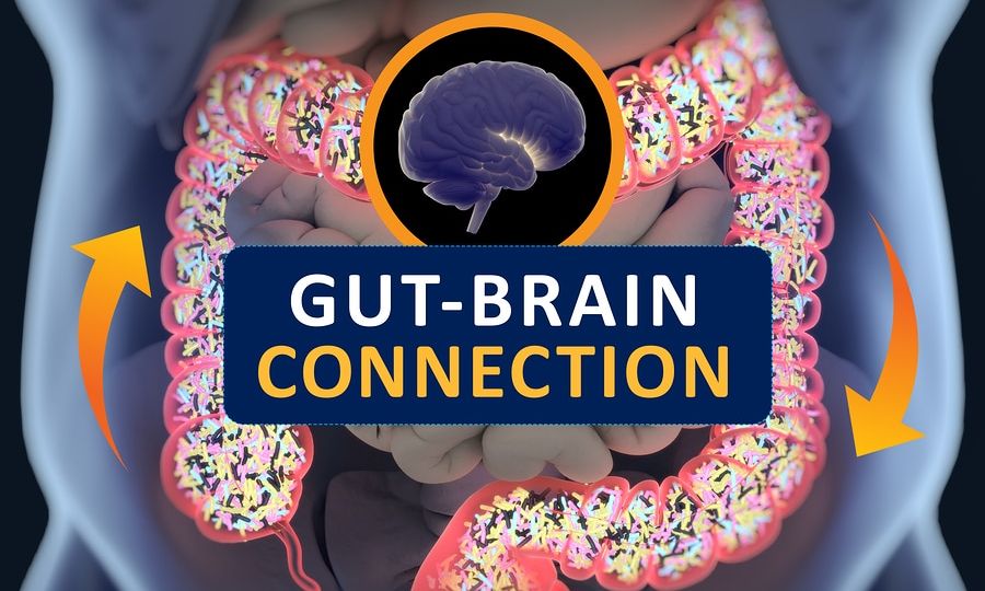 Gut-brain Connection Or Gut Brain Axis. Concept Art Showing A Co